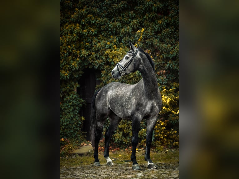 German Sport Horse Gelding 7 years 16 hh Grey-Dapple in Burgstädt
