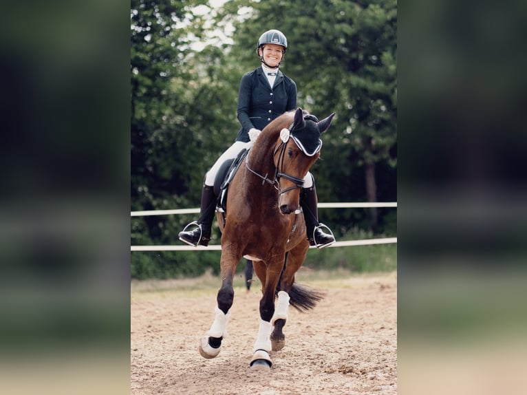 German Sport Horse Gelding 7 years 16,1 hh Bay-Dark in MönchengladbachMönchengladbach