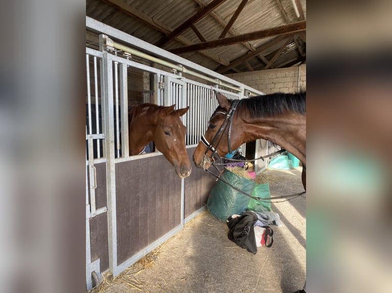 German Sport Horse Gelding 7 years 16,1 hh Bay-Dark in MönchengladbachMönchengladbach