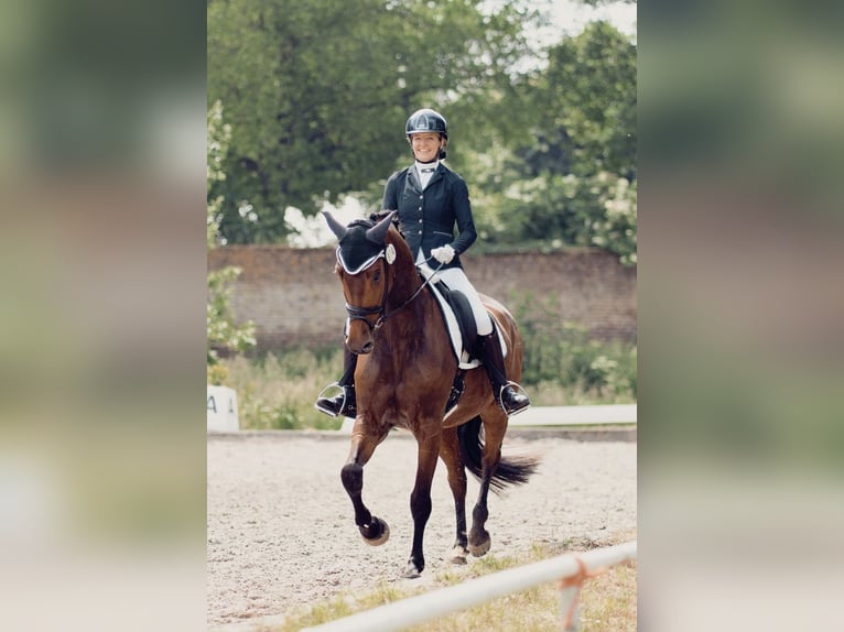 German Sport Horse Gelding 7 years 16,1 hh Bay-Dark in MönchengladbachMönchengladbach