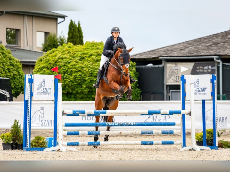 German Sport Horse Gelding 7 years 16,1 hh Bay in Micha&#x142;owice