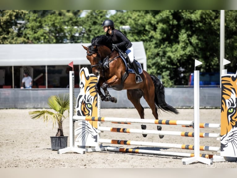 German Sport Horse Gelding 7 years 16,1 hh Bay in Micha&#x142;owice