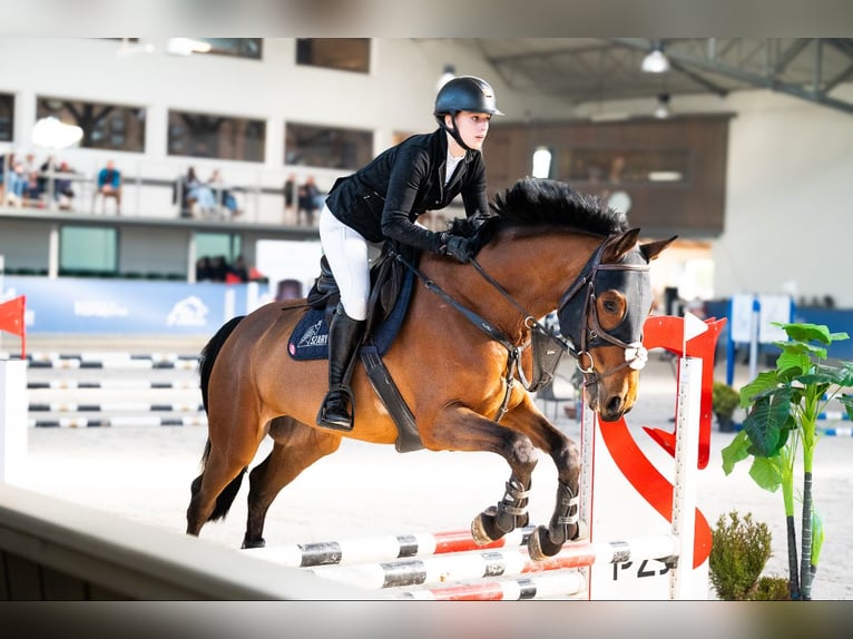 German Sport Horse Gelding 7 years 16,1 hh Bay in Micha&#x142;owice