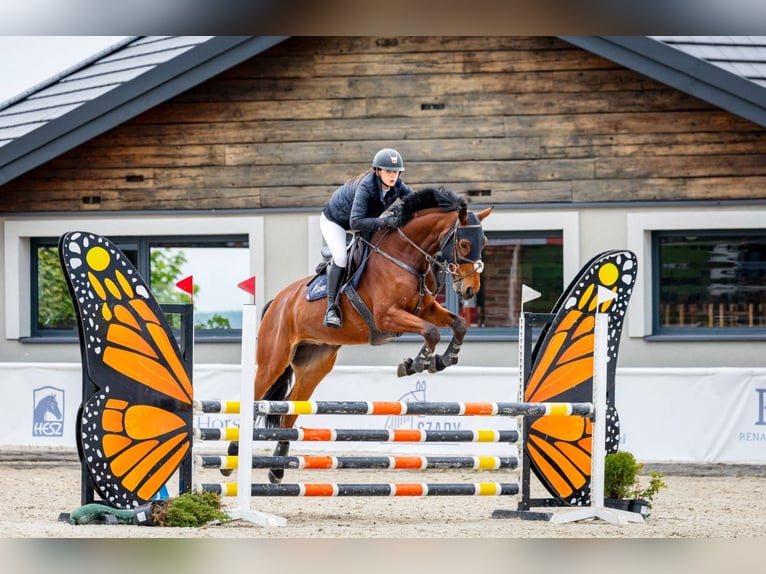 German Sport Horse Gelding 7 years 16,1 hh Bay in Micha&#x142;owice