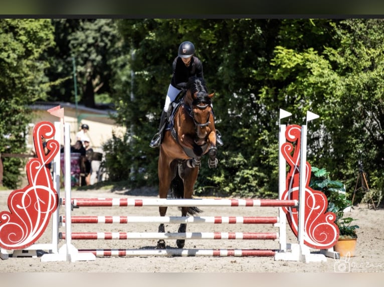 German Sport Horse Gelding 7 years 16,1 hh Bay in Micha&#x142;owice