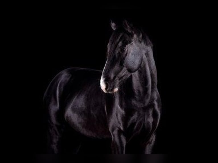 German Sport Horse Gelding 7 years 16,1 hh Black in Himberg