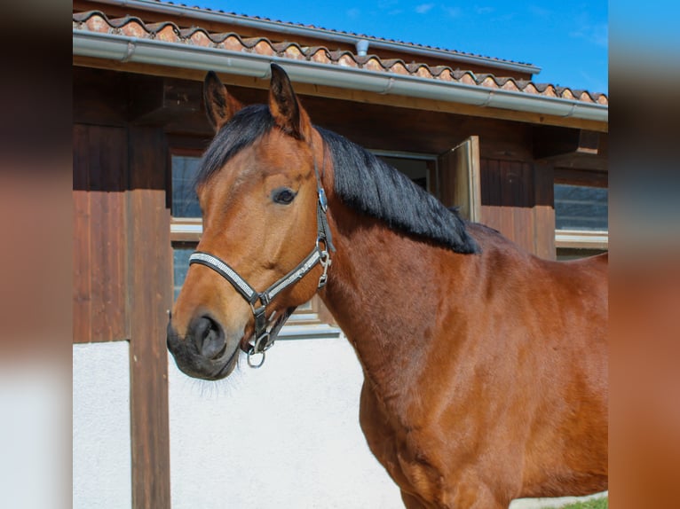 German Sport Horse Gelding 7 years 16,1 hh Brown in Giengen an der Brenz