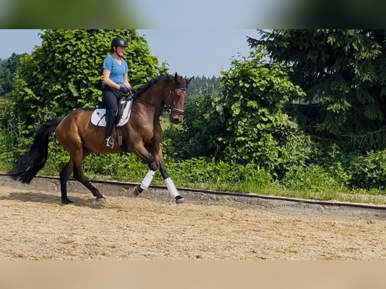 German Sport Horse Gelding 7 years 16,1 hh Brown in Tutzing