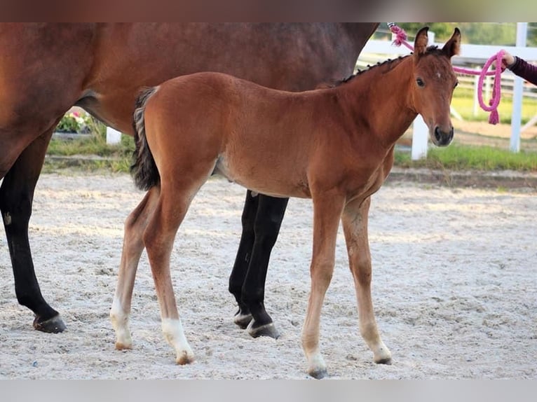 German Sport Horse Gelding 7 years 16,1 hh Brown in Durmersheim