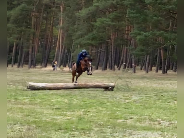 German Sport Horse Gelding 7 years 16,1 hh Brown in Glindenberg