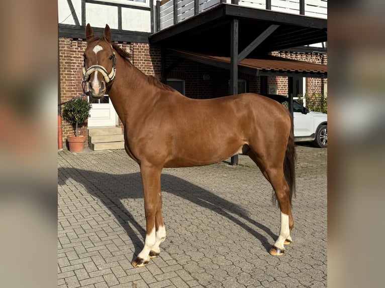 German Sport Horse Gelding 7 years 16,1 hh Chestnut-Red in Wipperf&#xFC;rth
