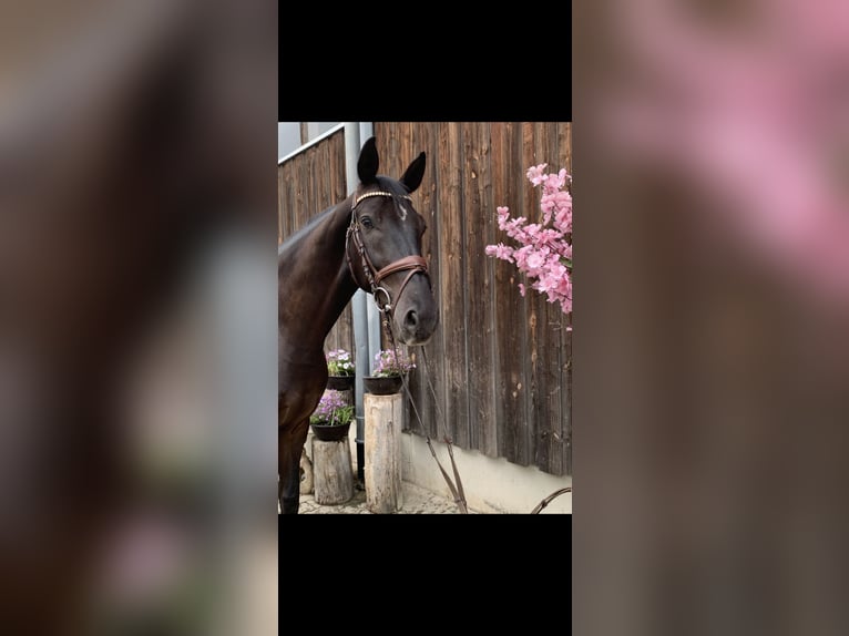 German Sport Horse Gelding 7 years 16,1 hh in Leisnig