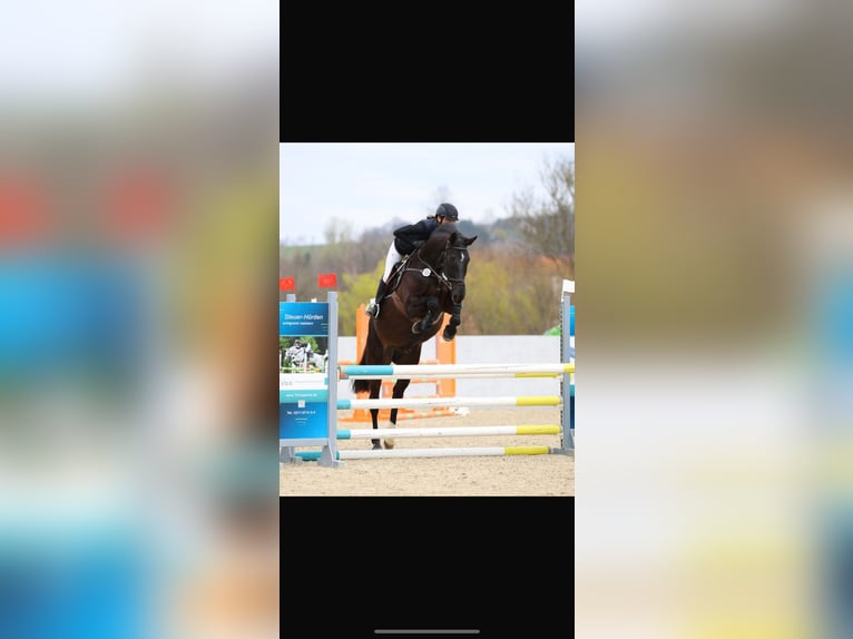 German Sport Horse Gelding 7 years 16,1 hh in Leisnig