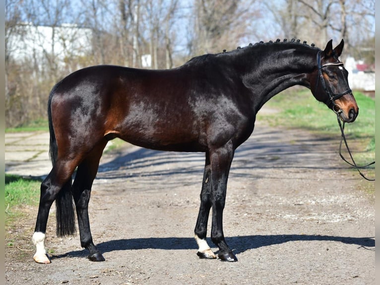 German Sport Horse Gelding 7 years 16,2 hh Bay-Dark in Debrecen