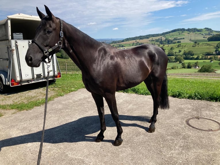 German Sport Horse Gelding 7 years 16,2 hh Bay-Dark in Biel-Benken BL