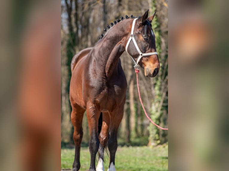 German Sport Horse Gelding 7 years 16,2 hh Brown in Békéscsaba