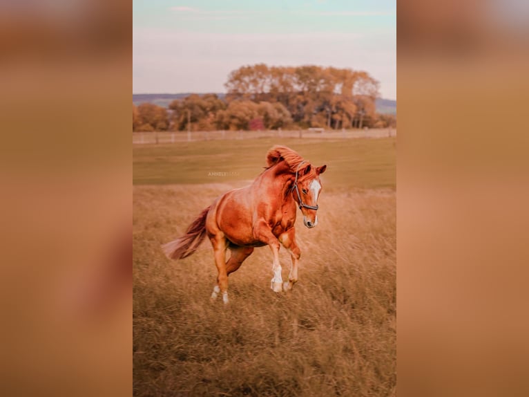 German Sport Horse Gelding 7 years 16,2 hh Chestnut-Red in Bösleben