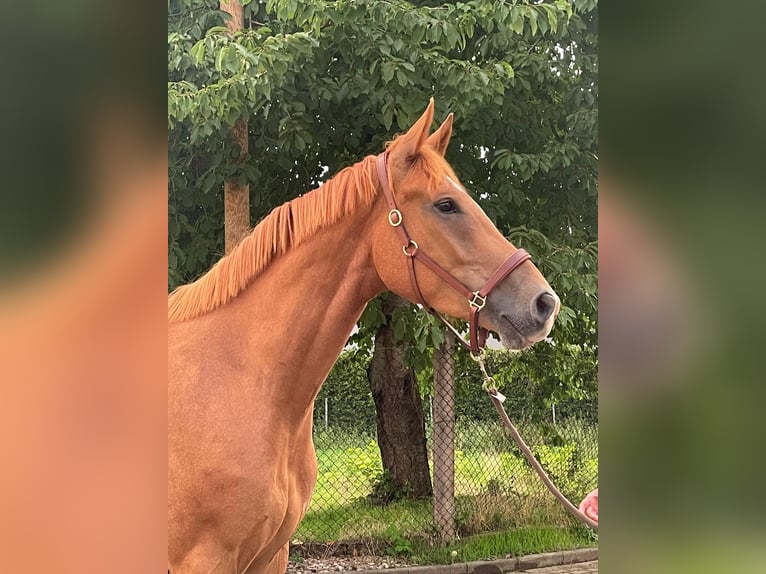 German Sport Horse Gelding 7 years 16,2 hh Chestnut-Red in Bösleben