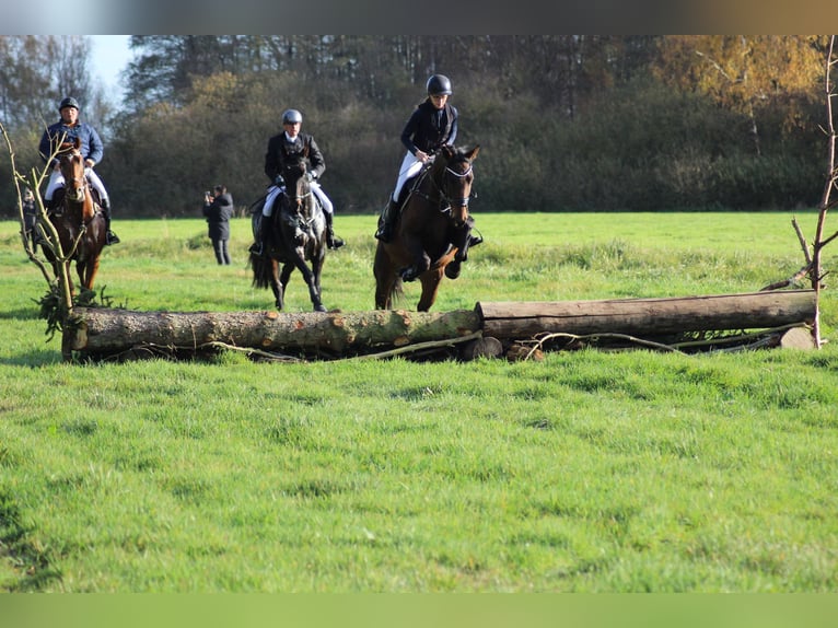 German Sport Horse Mix Gelding 7 years 16,2 hh in Karrenzin