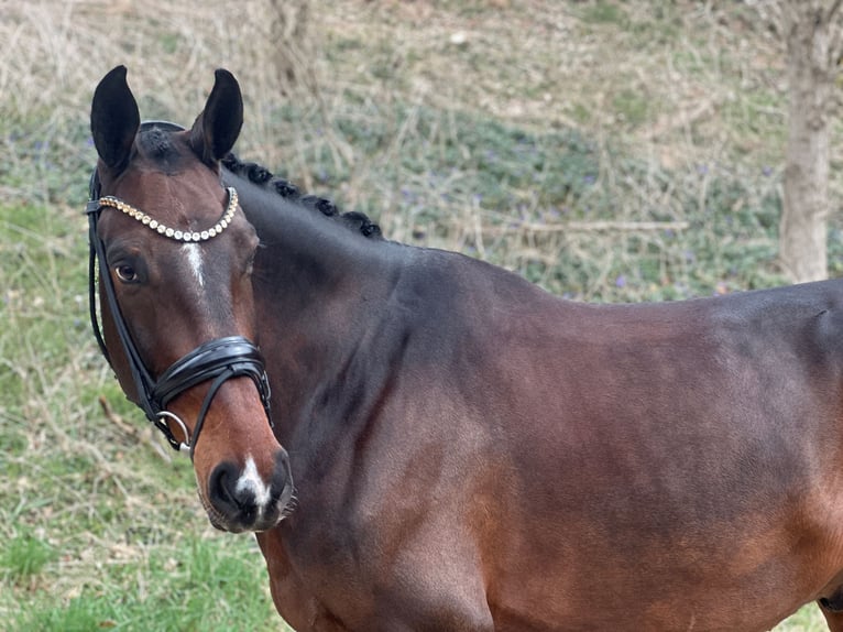 German Sport Horse Gelding 7 years 16,3 hh Bay-Dark in Jengen
