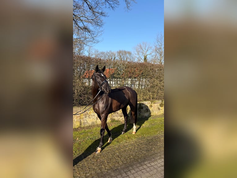 German Sport Horse Gelding 7 years 16,3 hh Black in Lengerich