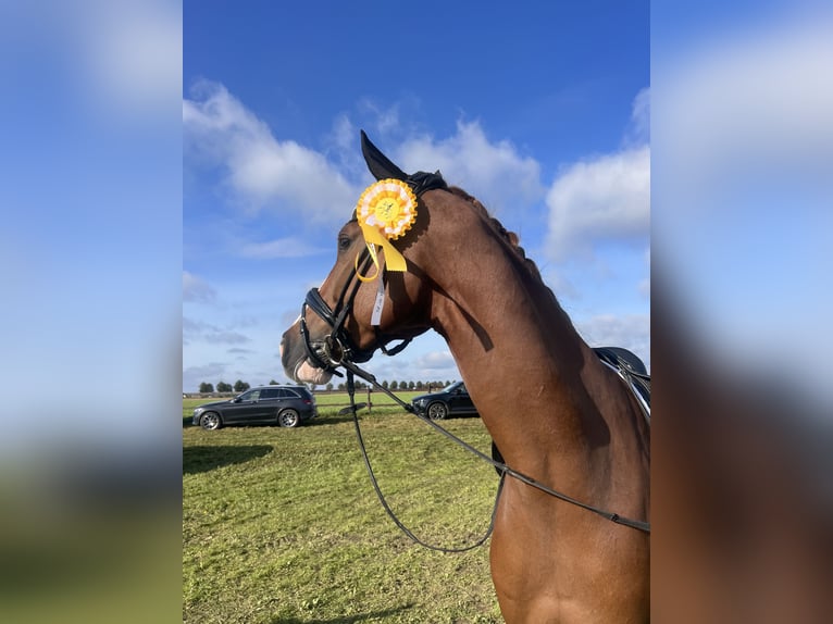 German Sport Horse Gelding 7 years 16,3 hh Chestnut-Red in Krefeld German Sport Horse Gelding 7 years 16,3 hh Chestnut-Red in Krefeld