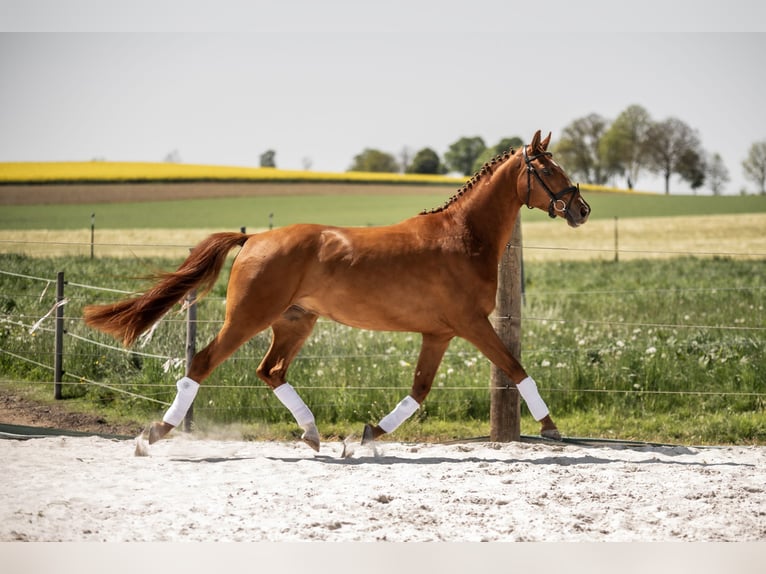 German Sport Horse Gelding 7 years 16,3 hh Chestnut-Red in RöslauRöslau