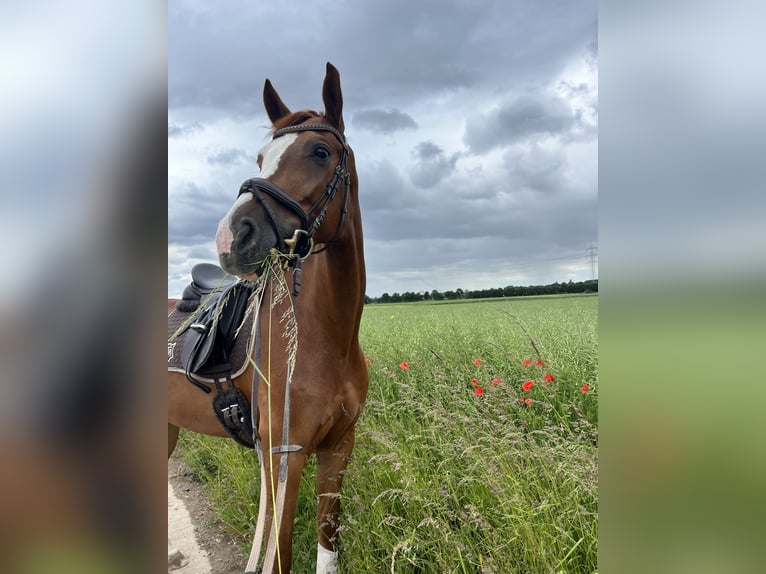 German Sport Horse Gelding 7 years 16,3 hh Chestnut-Red in München German Sport Horse Gelding 7 years 16,3 hh Chestnut-Red in München