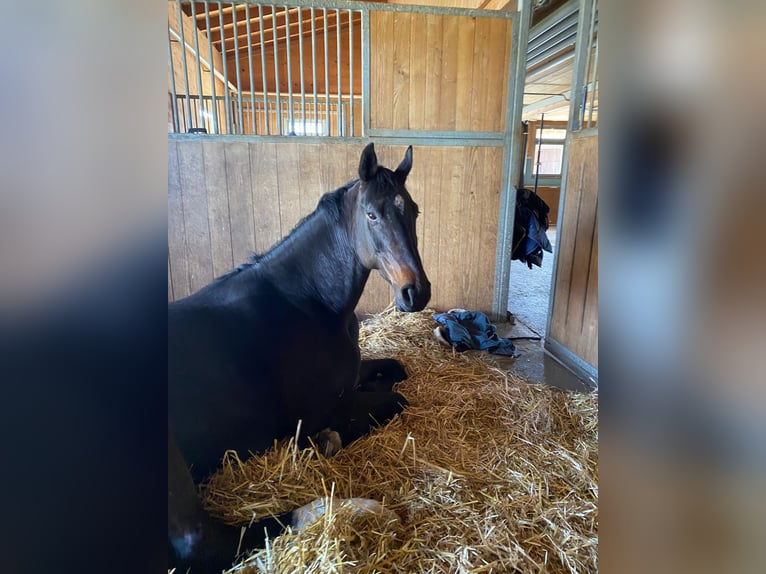 German Sport Horse Gelding 7 years 16,3 hh in Luzern