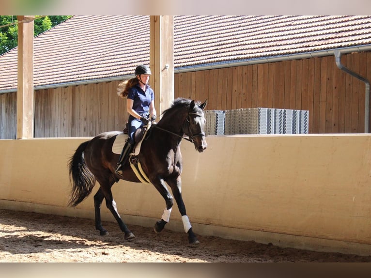 German Sport Horse Gelding 7 years 17.1 hh Black in Gondelsheim