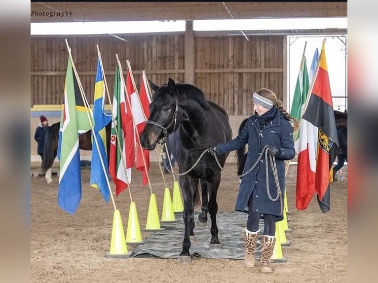 German Sport Horse Gelding 7 years 17.1 hh Black in Gondelsheim