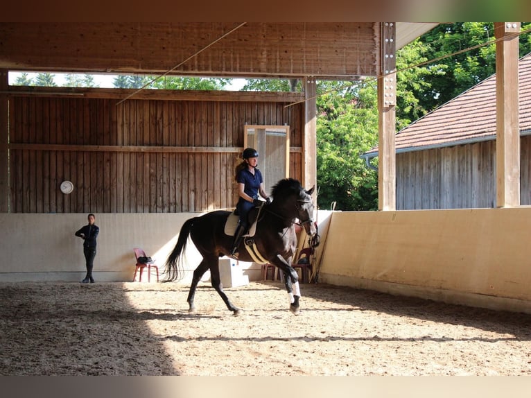 German Sport Horse Gelding 7 years 17.1 hh Black in Gondelsheim