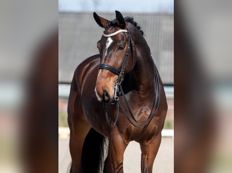 German Sport Horse Gelding 7 years 17,1 hh Brown in Gangelt
