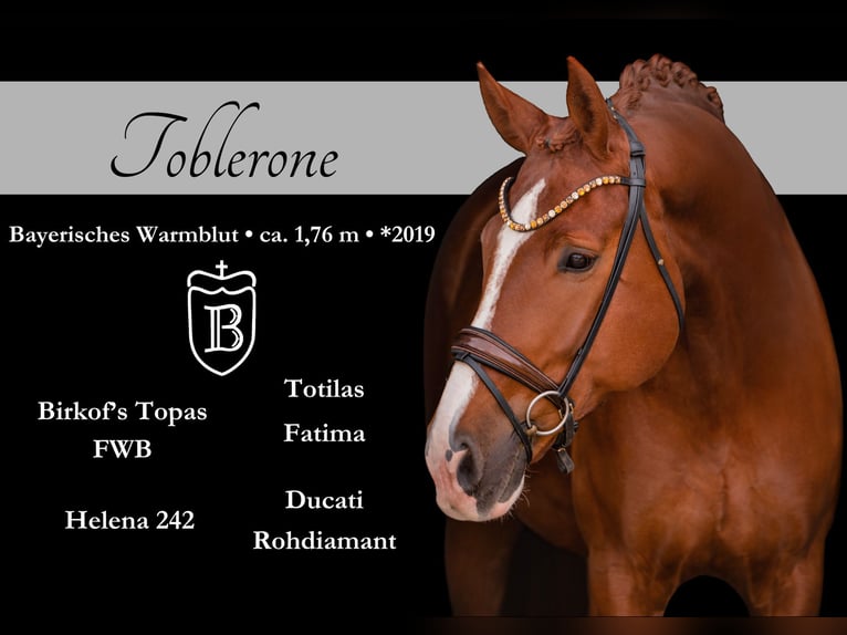 German Sport Horse Gelding 7 years 17.1 hh Chestnut in Wehringen