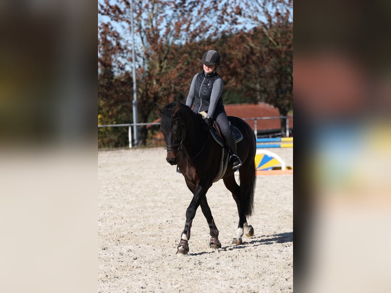 German Sport Horse Gelding 7 years 17,2 hh Bay-Dark in Haldenwang