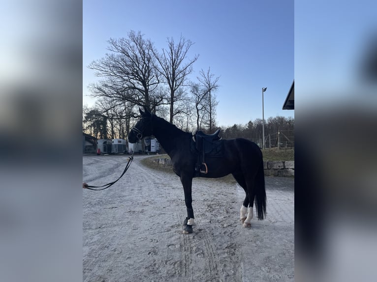 German Sport Horse Gelding 7 years 17.2 hh Black in Aspach