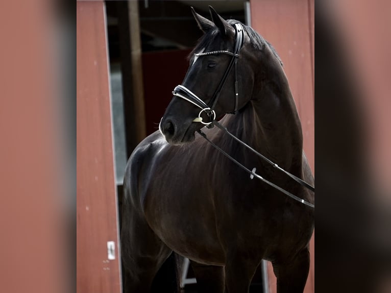 German Sport Horse Gelding 7 years 17.2 hh Black in Aspach