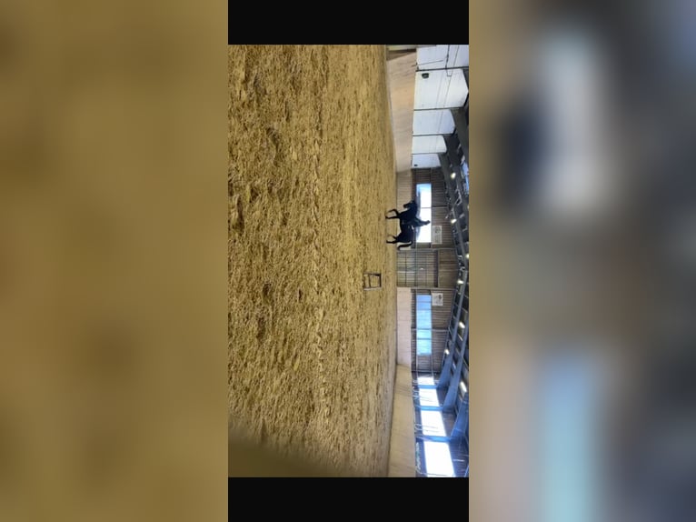 German Sport Horse Gelding 7 years 17.2 hh Black in Nieste