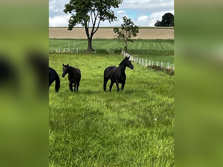 German Sport Horse Gelding 7 years 17.2 hh Black in Nieste