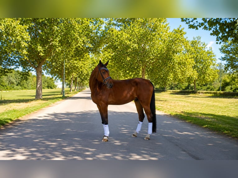 German Sport Horse Gelding 7 years 17.2 hh Brown in Ebreichsdorf