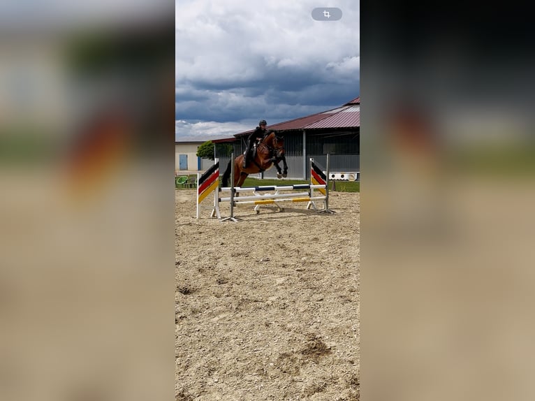 German Sport Horse Gelding 7 years 17.3 hh Bay-Dark in Dillingen an der Donau