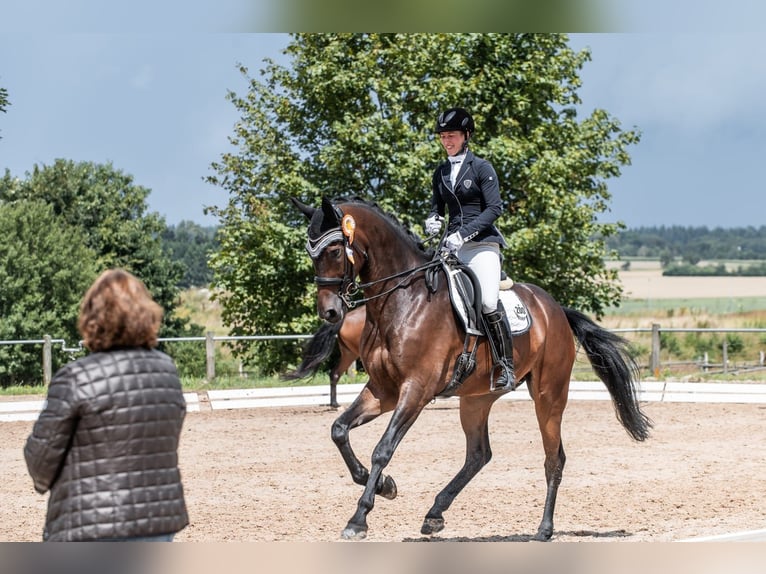 German Sport Horse Gelding 7 years 17 hh Bay-Dark in Wehringen