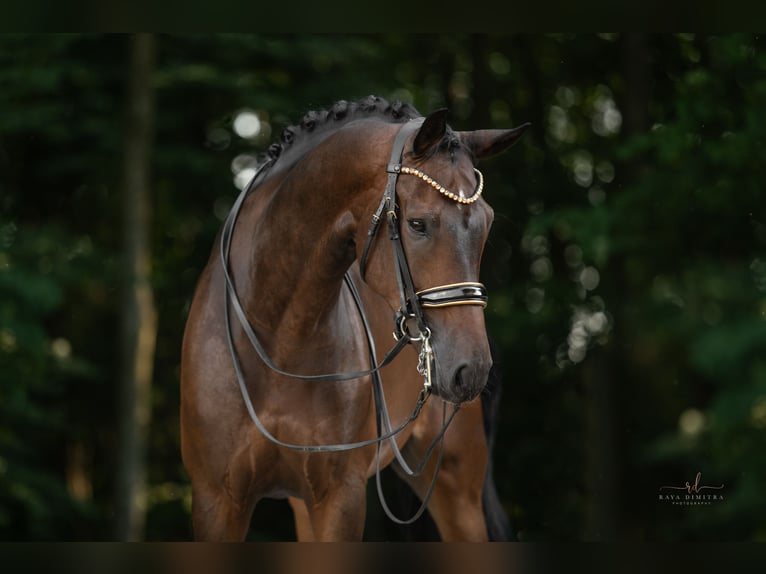 German Sport Horse Gelding 7 years 17 hh Bay-Dark in Wehringen