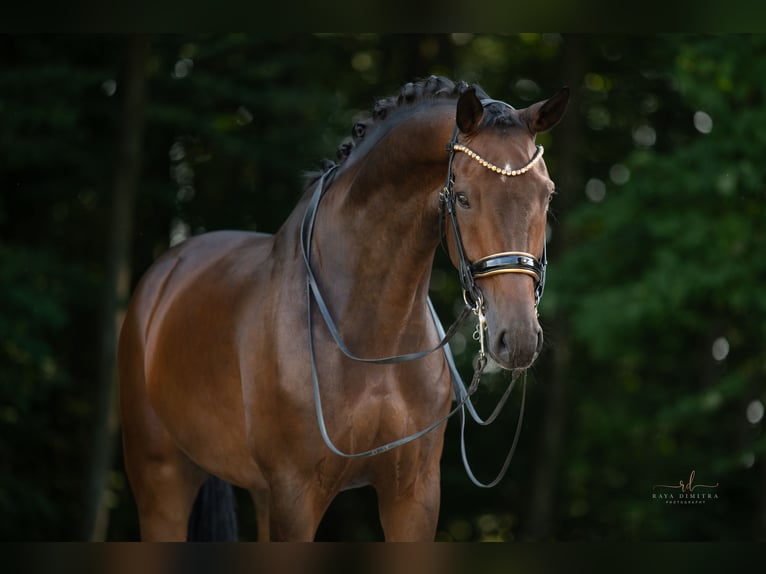 German Sport Horse Gelding 7 years 17 hh Bay-Dark in Wehringen