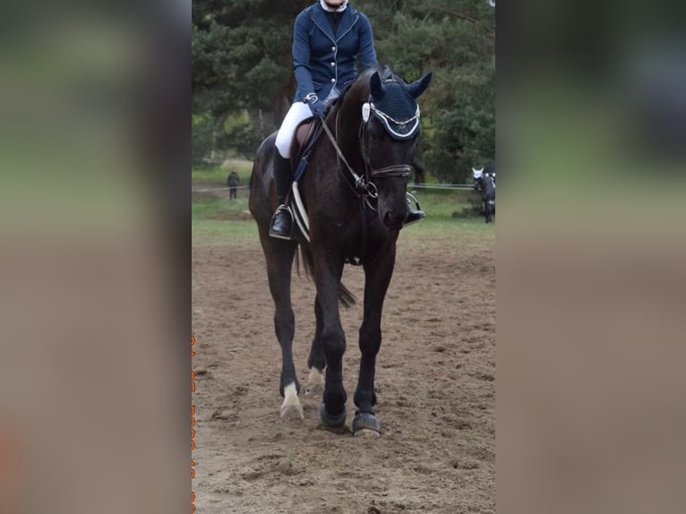 German Sport Horse Gelding 7 years 17 hh Black in Kloster Lehnin