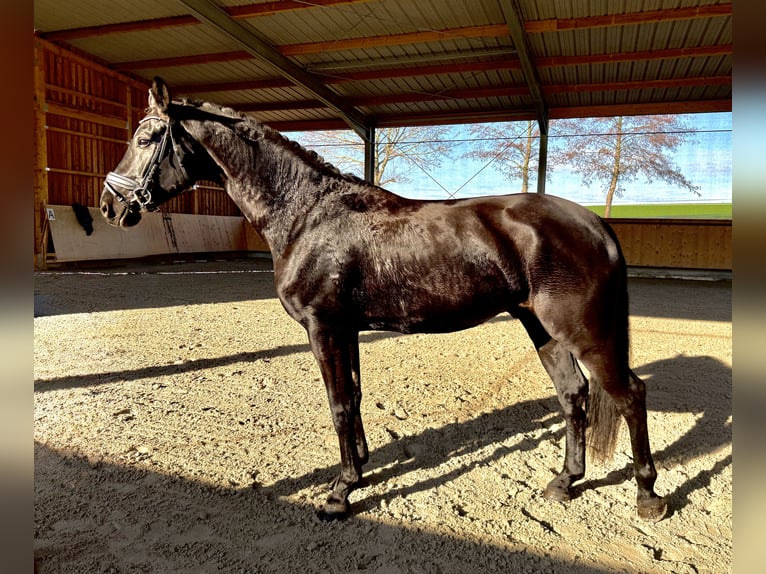 German Sport Horse Gelding 7 years 17 hh Black in Doberschütz