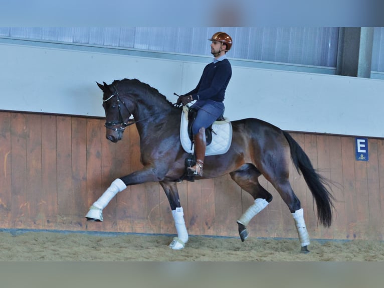 German Sport Horse Gelding 7 years 17 hh Brown in Vechta