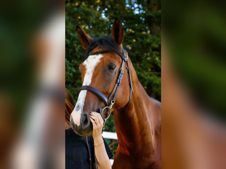German Sport Horse Gelding 7 years 17 hh Brown in Waldshut-Tiengen