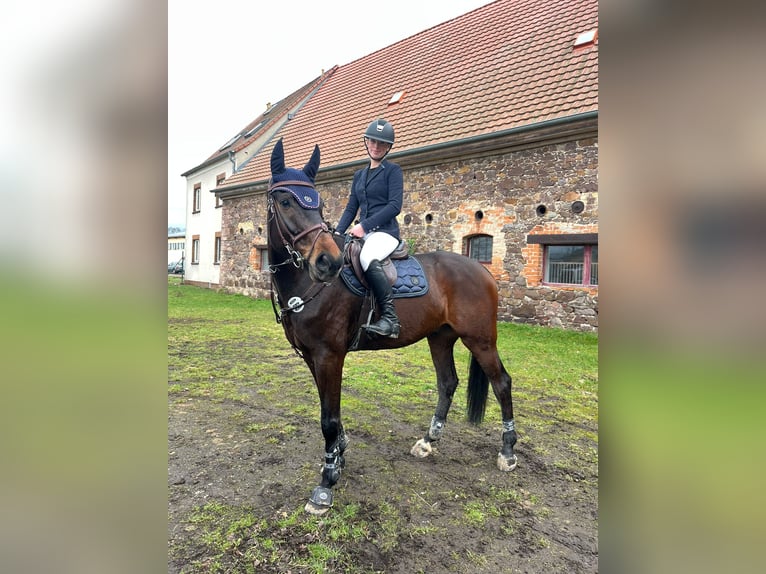 German Sport Horse Gelding 7 years 17 hh Brown in Quedlinburg