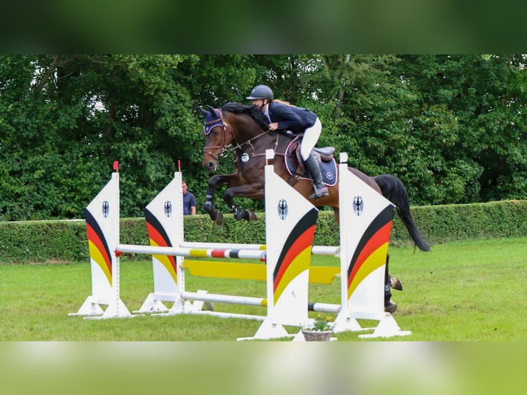 German Sport Horse Gelding 7 years 17 hh Brown in Quedlinburg